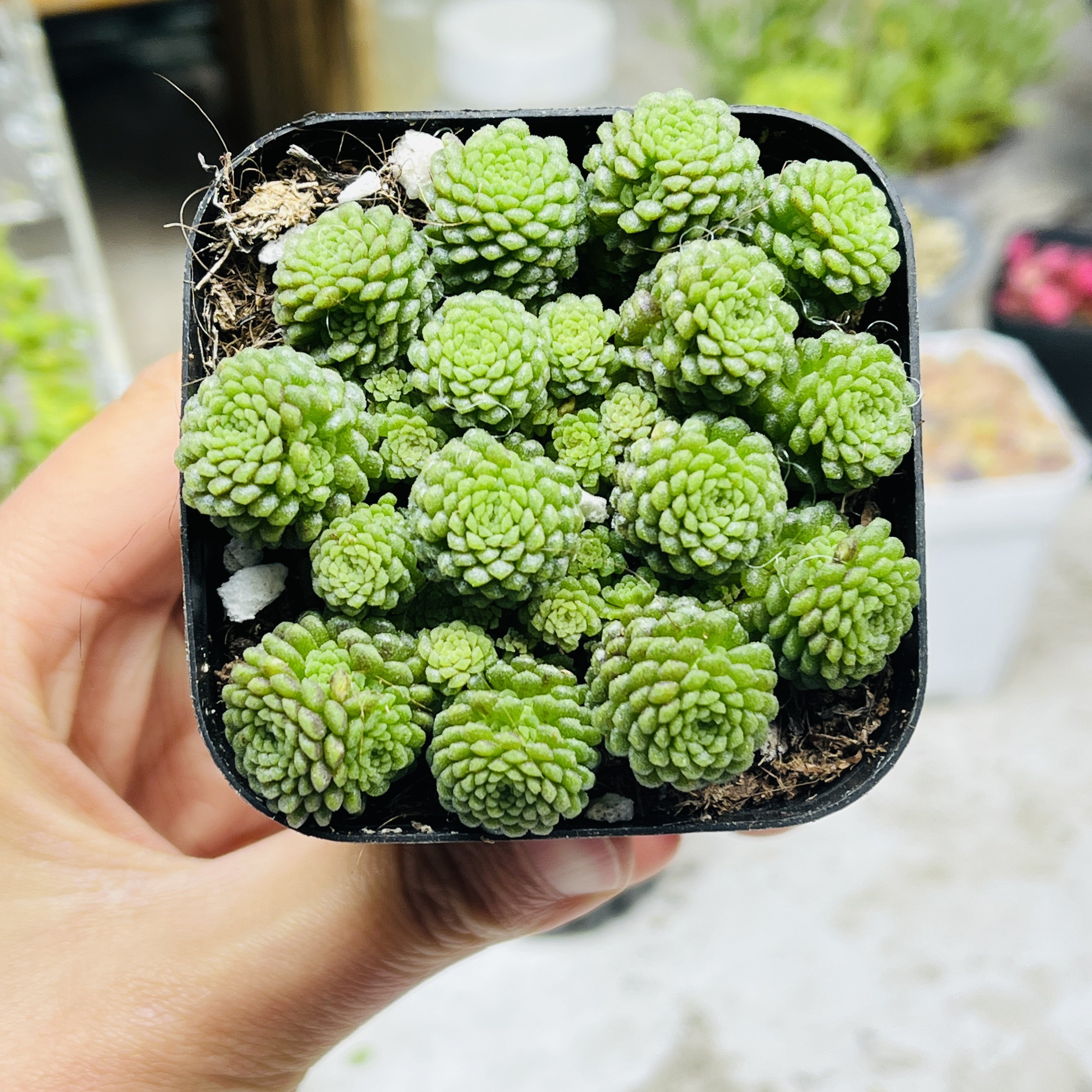 魔男多肉植物一颗包邮新手好养活小盆栽花卉阳台室内,鲜花速递/花卉仿真/绿植园艺,多肉植物,淘宝优惠券,粉丝福利购,淘宝优惠卷