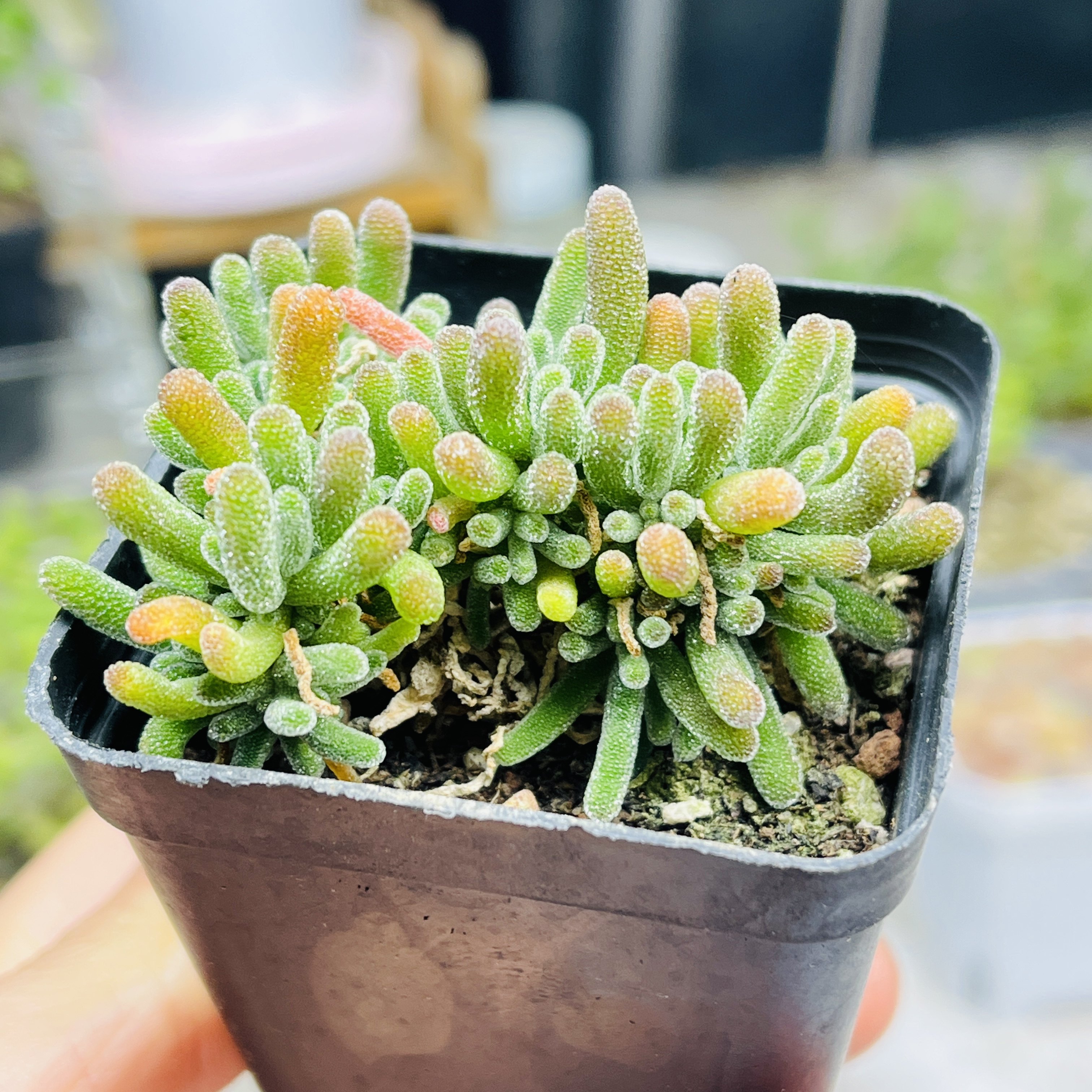 冰晶兔荧光兔枝干番杏多肉植物一颗包邮新手好养活小盆栽花卉阳台,鲜花速递/花卉仿真/绿植园艺,多肉植物,淘宝优惠券,粉丝福利购,淘宝优惠卷