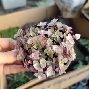 胭脂云多肉植物一颗包邮新手好养活小盆栽花卉阳台室内