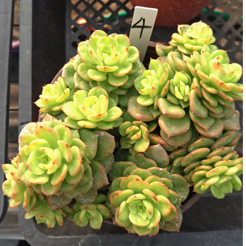蜡牡丹群生多肉植物贵货精品大颗好养稀有品种肉肉多肉老桩清仓