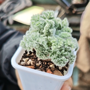 羽叶洋葵块根2-3cm多肉植物一颗包邮新手好养活小盆栽花卉阳台