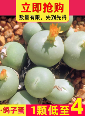 鸽子蛋 多肉植物番杏科办公室内植物肉锥生石花屁屁花石生花