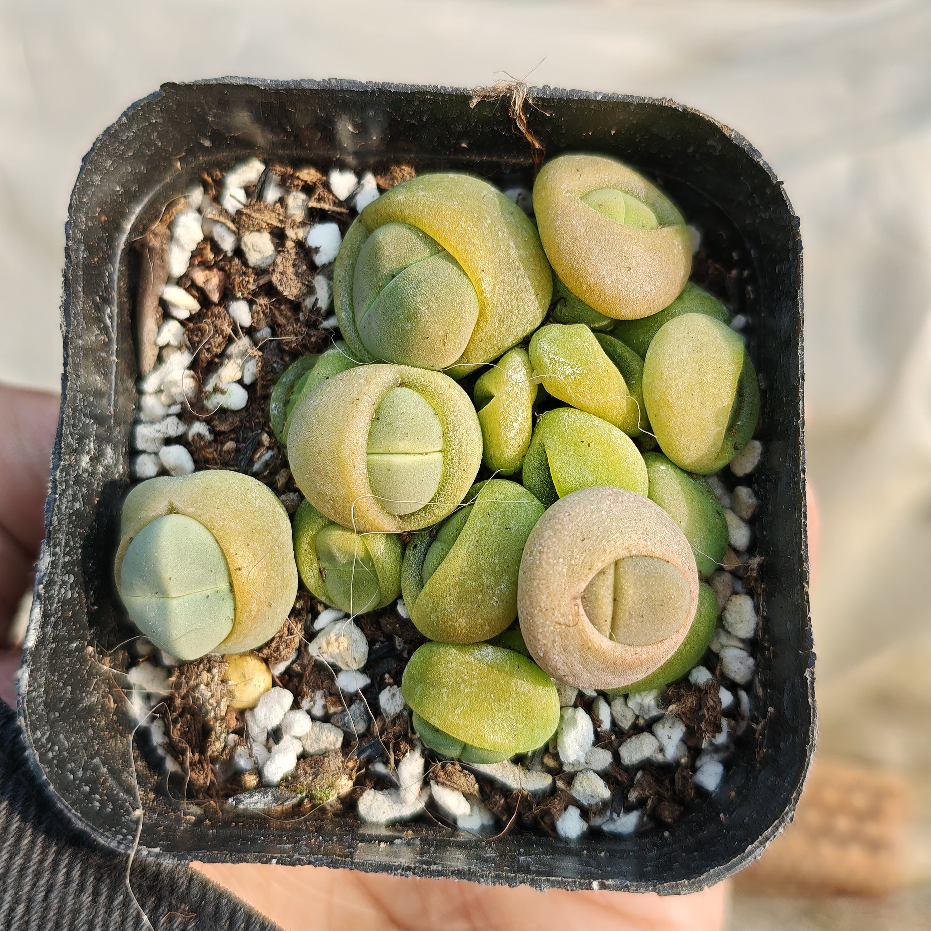 春桃多肉植物一颗包邮新手好养活小盆栽花卉阳台