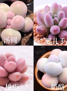 韩版汤圆手指奶酪多肉植物肉肉超萌新手桃蛋花卉糖豆迷你盆栽绿植
