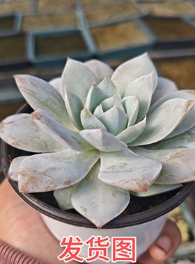 木樨甜心多肉植物一颗包邮新手好养活小盆栽花卉植物阳台室内