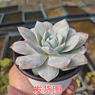 木樨甜心多肉植物一颗包邮新手好养活小盆栽花卉植物阳台室内