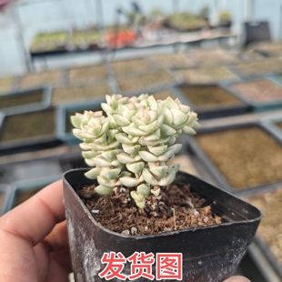 小蜡笔多肉植物一颗包邮新手好养活小盆栽花卉植物阳台室内
