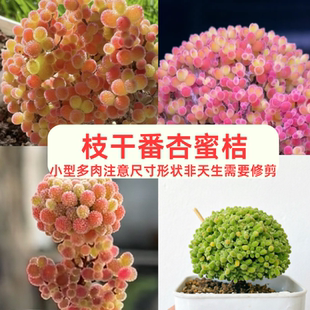蜜桔糖球大课颗6-8cm带盆栽好迷你多肉盆栽糖果多肉
