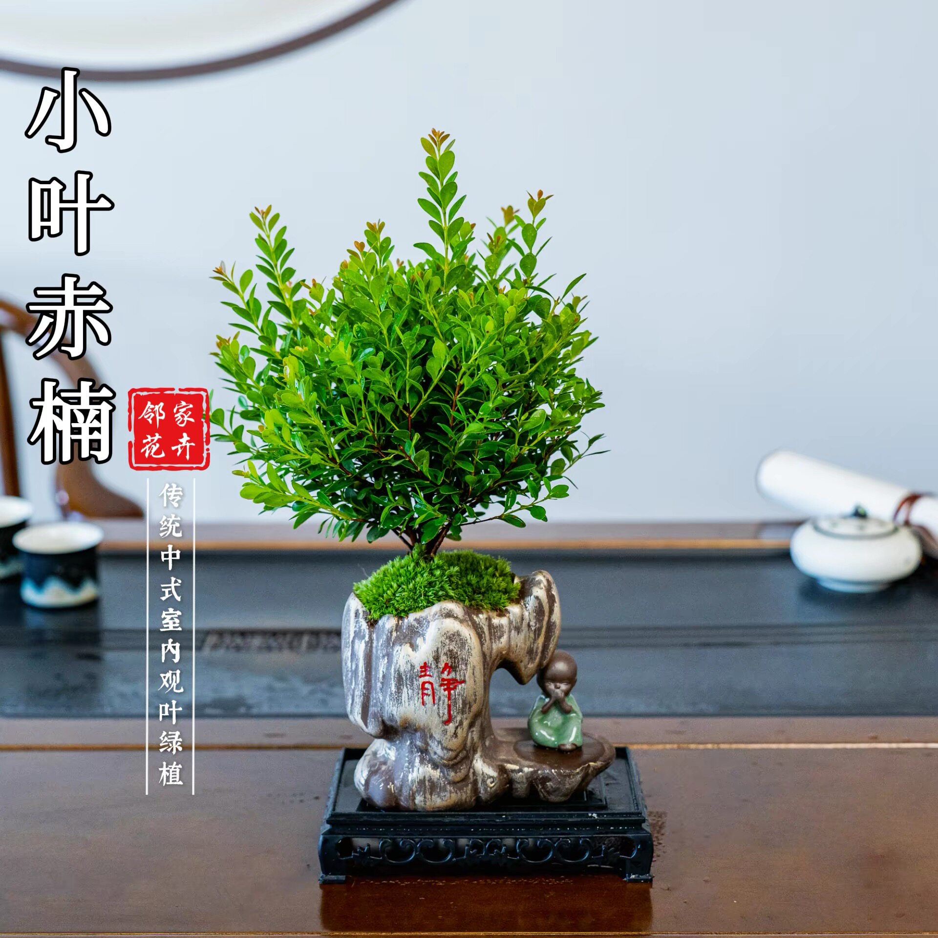小叶赤楠舍得桌面盆景老桩净化空气绿植卧室盆栽实物鲜活好看