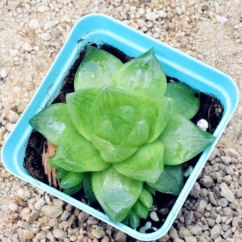 京之华多肉植物批发带盆办公室绿植盆景云南肉肉植物批发盆栽带土