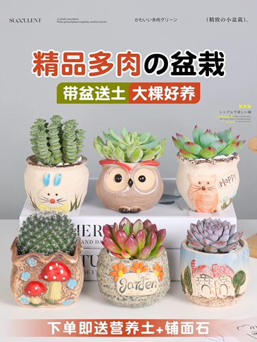多肉植物小盆栽组合室内幼儿园花卉办公室桌面老桩大颗带花盆绿植