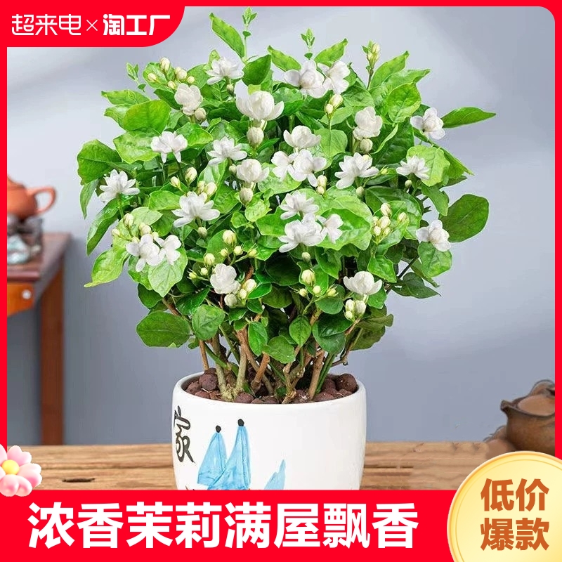 茉莉花苗盆栽花卉植物室内好养绿植九里香四季开花客厅阳台水培 宠物/宠物食品及用品 宠物智能除味器/空气净化 原图主图