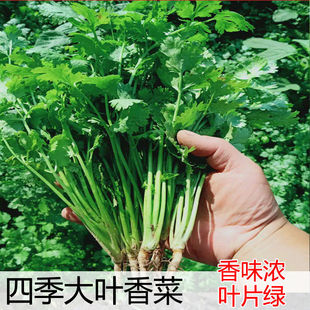 浓香大叶香菜种子四季 种植蔬菜种子菜籽秋冬阳台小院花盆菜孑