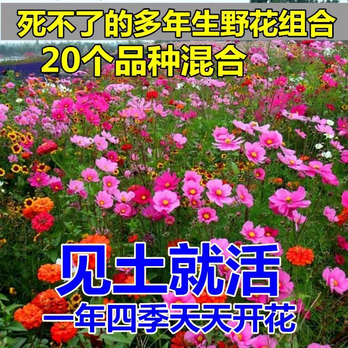 耐寒花种多年生野花组合种子四季开花不断格桑花花种籽子易种室外