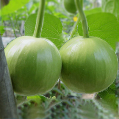 瓠子瓜种子 鼎牌早生3号瓠瓜圆满1号瓠子 圆形蒲瓜高产蔬菜种籽孑