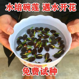 四季 播种无土水培碗莲花种子已开口室内盆栽水养睡莲荷花绿植花卉