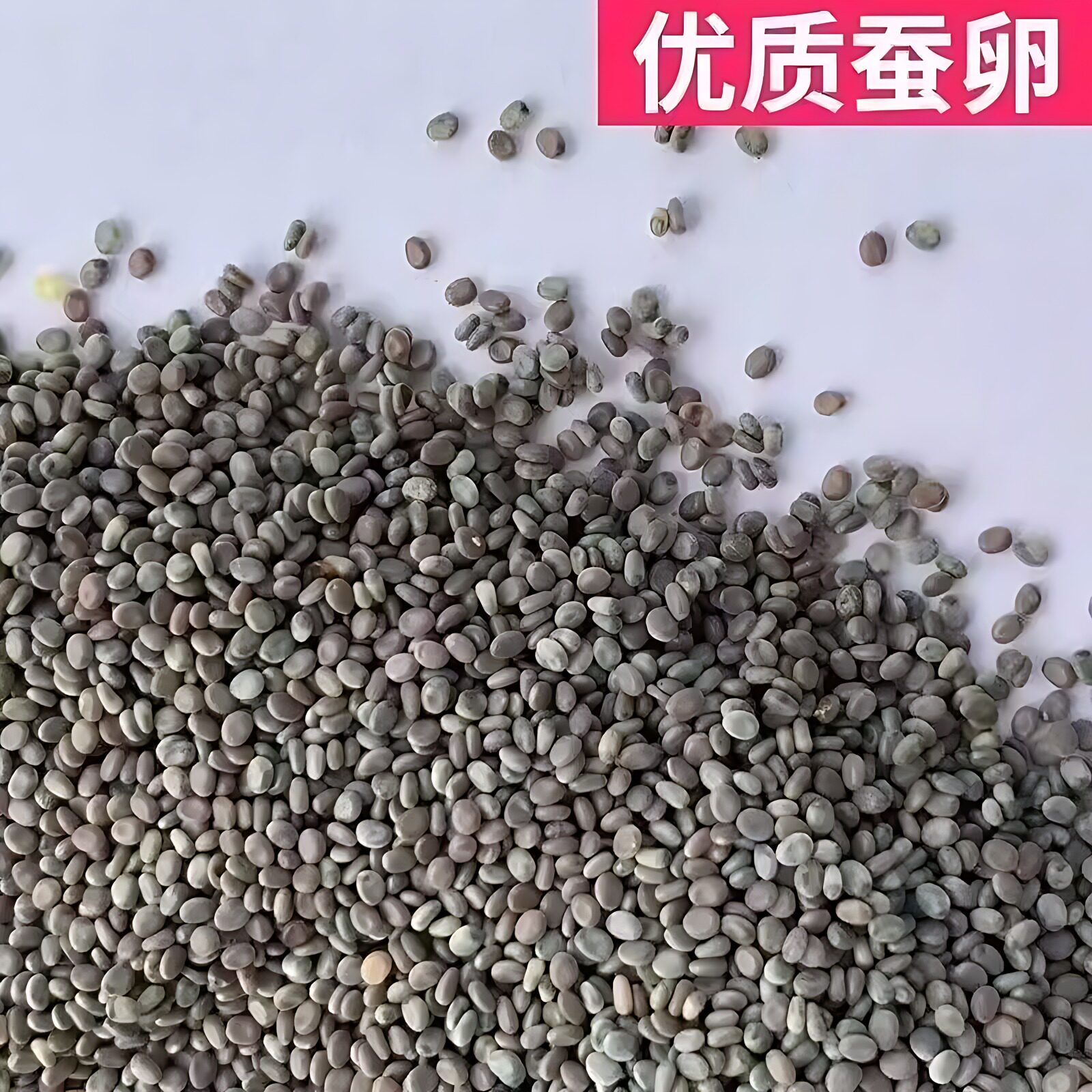 蚕宝宝卵儿童学生好养蚕蚕种春蚕蚕籽送孵化盒鹅毛新容易孵化率高