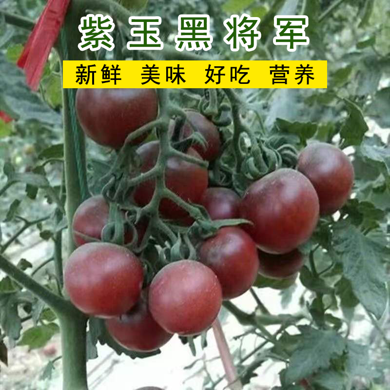 四季蔬菜种籽紫玉黑将军番茄种子家庭园艺盆栽小院种植植物种孑