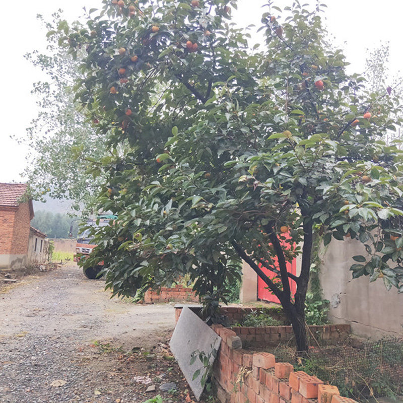 特大柿子花树苗庭院别墅南北方种植无核脆甜柿子树苗耐寒庭院植物