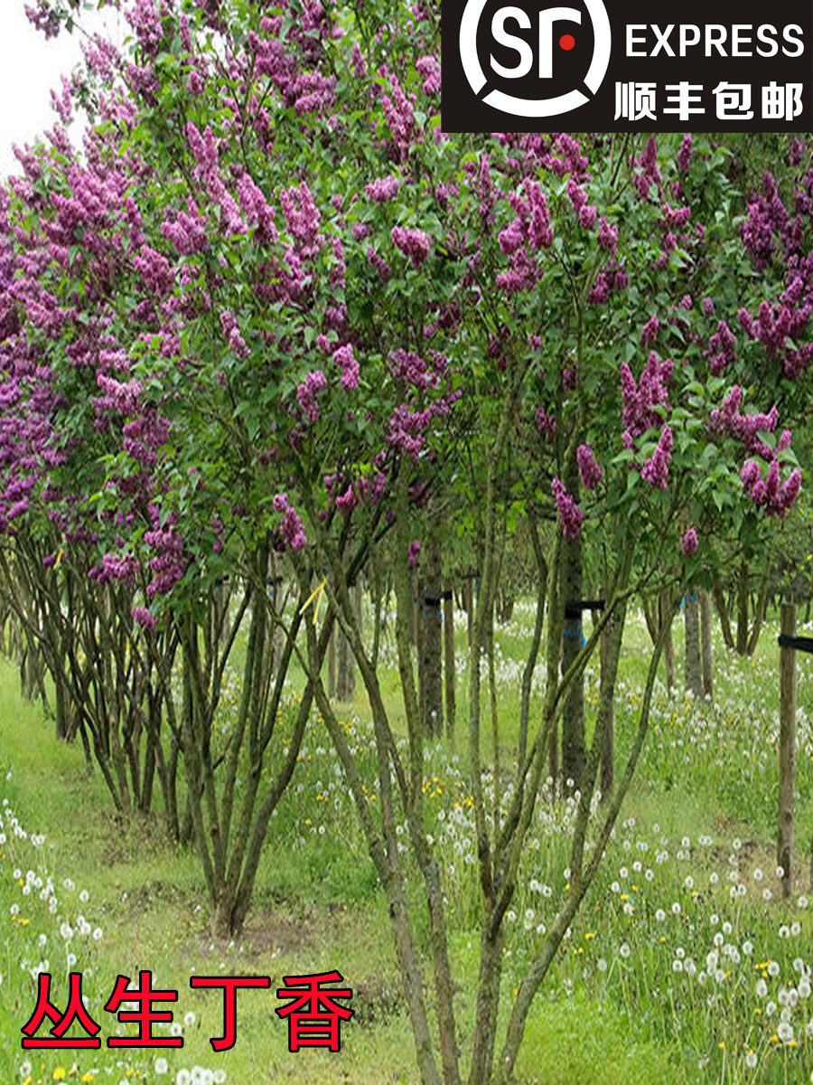 欧洲丁香花树苗阳台庭院浓香室内外四季花卉耐寒绿植物丛生紫丁香