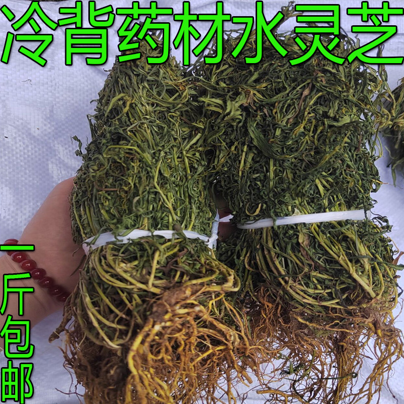 新货水灵芝无硫药材新货纯净货水黄连鱼胆草黄脚鸡四黄草一斤包邮