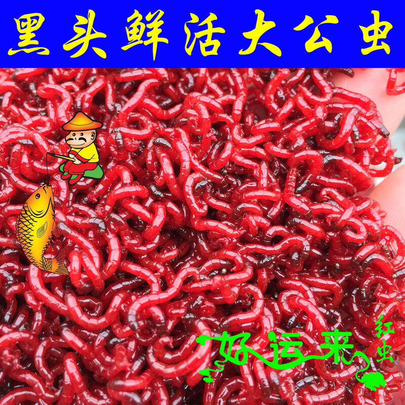天津红虫鲜活特大黑头公红虫钓鱼拉饵喂鱼鲫鱼饵垂钓母虫活体活饵_虎窝淘