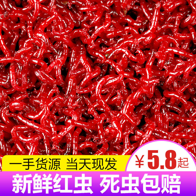 鲜活红虫大号公虫活体鱼饵拉饵鲫鱼野钓饵料钓鱼天津红虫蚯蚓活饵