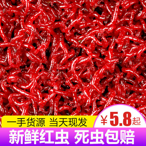 红虫活体鲫鱼野钓天津蚯蚓拉饵