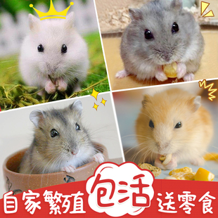 小仓鼠活物加笼子一对情侣可爱苍鼠宠物鼠活体三线银狐紫仓