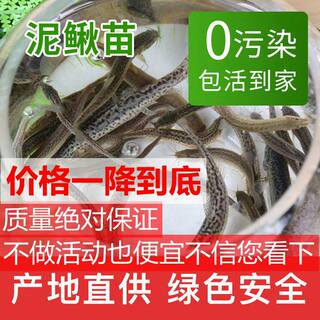 小泥鳅苗鲜活养殖鱼筏钓翘嘴活饵鳄龟龙鱼虎鱼观赏鱼活体饲料