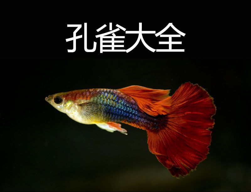 金鱼活体观赏鱼热带鱼孔雀鱼淡水冷水小红草好养活鱼苗锦鲤鱼包邮