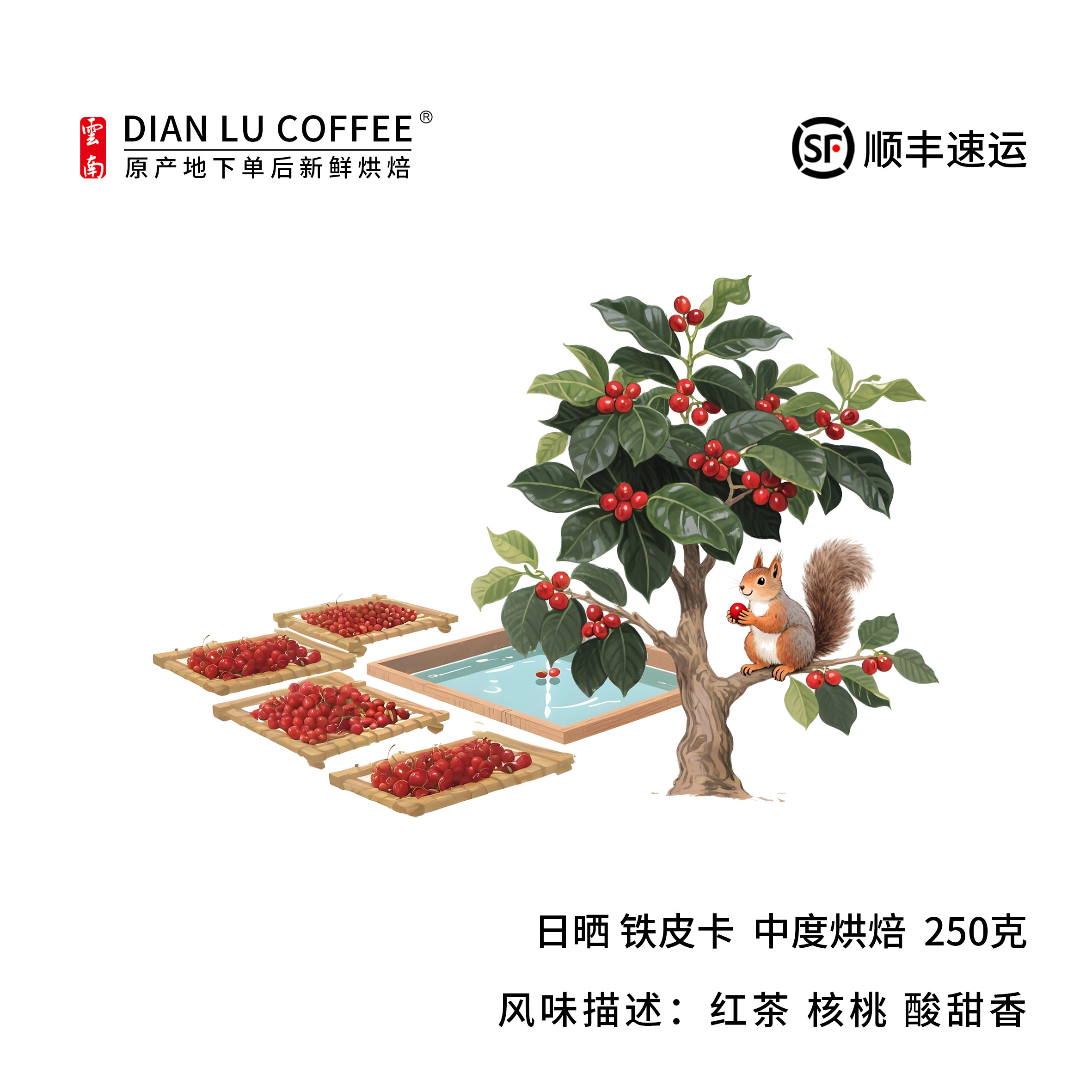 滇潞阿拉比卡云南保山日晒铁毕卡