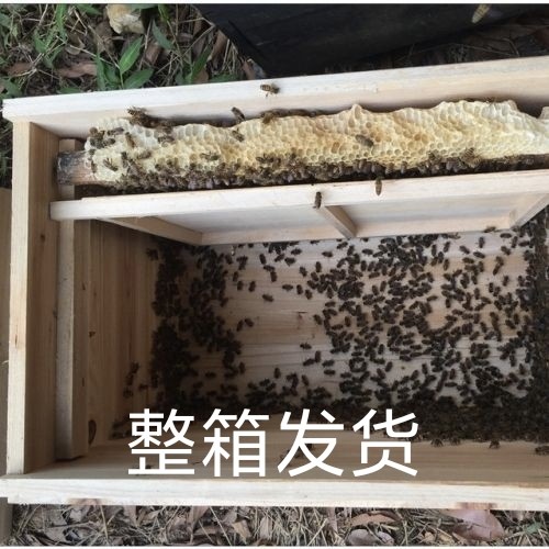 中蜂蜂群带脾带箱中华蜜蜂蜂王一整箱蜜蜂蜂群中锋蜜蜂中华蜂阿坝