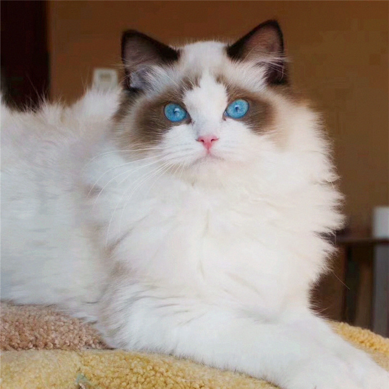 纯种布偶猫幼猫长毛仙女猫双海蓝眼睛活体cfa血统赛级家养宠物猫 喵星人宠物