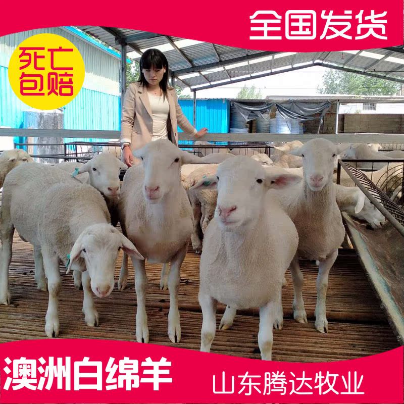 纯种澳洲白绵羊活羊澳洲白羊澳洲白种公羊绵羊活苗湖羊活羊种公羊