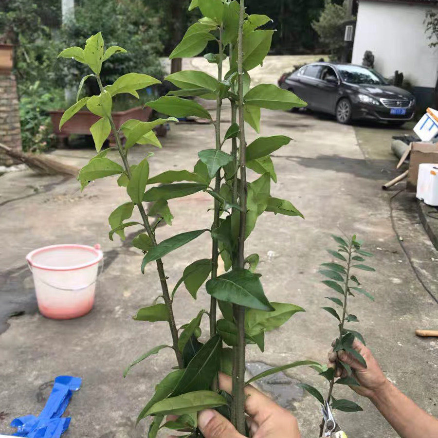 金单弹子盆景树桩小苗带果金弹子嫁接枝条挂果血红果熟桩带盆练手