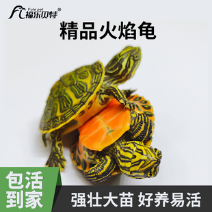 火焰龟幼龟小乌龟活物网红小宠适合学生家养的好养耐活乌龟深水龟