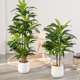 大型北欧彷真绿植盆栽假植物巴西木铁落地盆景客厅室内软装 饰摆件
