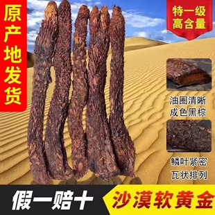 产地直供阿拉善特级油苁蓉菊花纹理富含油脂药食同源滋补品锁阳