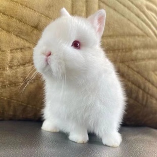 宠物兔活物进口垂耳兔双血统侏儒兔纯种荷兰兔长不大小型兔子活体