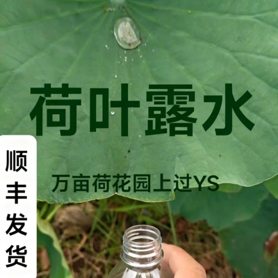 纯天然清晨荷叶露水可直接饮用无根水纯阳水调理身体充能助修炼
