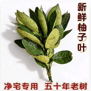 新鲜柚子叶新房二手房子净宅专用去晦气洗澡净化沐浴出院出狱树叶