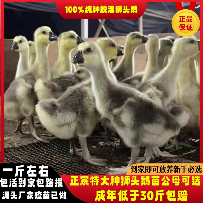 鹅苗活体正宗特大种狮头鹅狮子头鹅活苗潮汕狮头鹅0.8-1斤脱温鹅