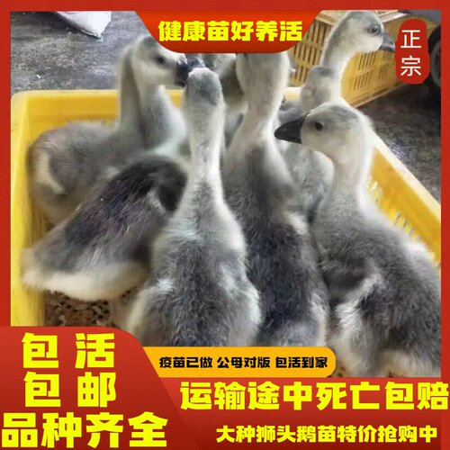正宗狮头鹅苗活体优质纯种狮头鹅活苗狮子头鹅狮头鹅幼苗一斤脱温