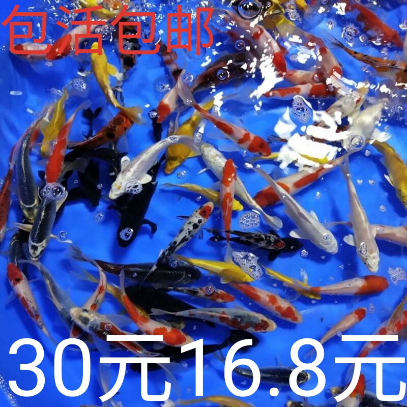 活体淡水小型观赏鱼