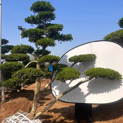 小叶造型黄杨树庭院别墅造型黄杨树绿化黄杨盆景树四季常青