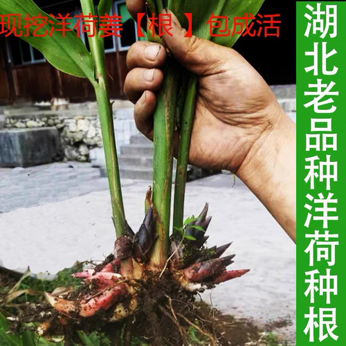 湖北老品种 新鲜洋荷姜根阳荷子洋火姜种苗百分百成活包邮