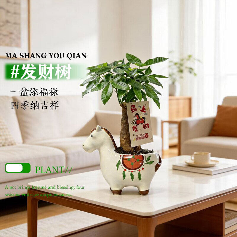 发财树小盆栽马上发财带盆植株基地直发花卉绿植室内客厅旺宅盆景