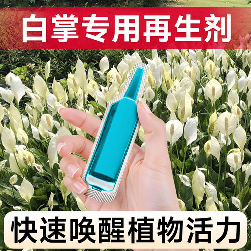 白掌专用肥料植物再生剂浓缩营养液盆栽红掌粉掌种植开花剂花卉肥