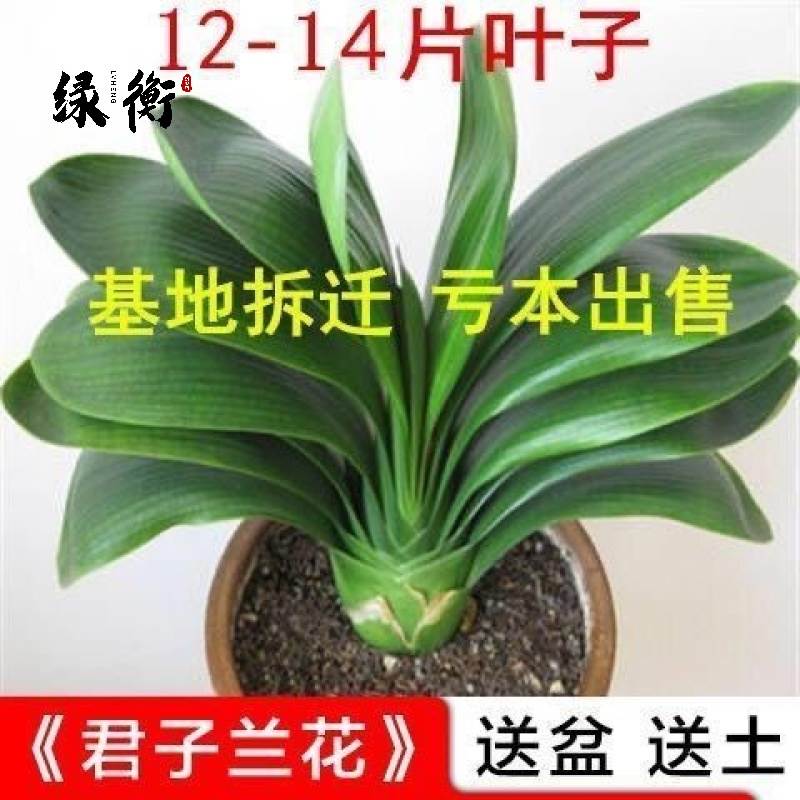 開花蘭花君子蘭盆栽花卉幼苗四季常青植物圓頭和尚室內綠植帶花苞在類目 廚房/烹飪用具, 燒烤/烘焙用具, 蛋糕围边中 - 來自Buy2taobao.com提供專業的淘寶代購服務
